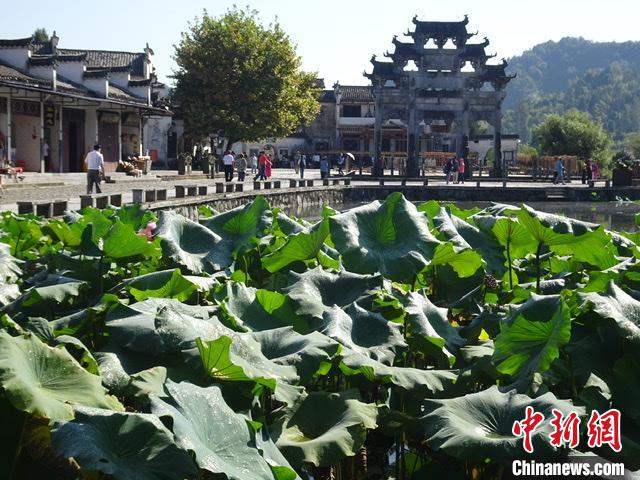 9月21日,安徽省黄山市黟县西递景区秋高气爽,村前明经湖内荷花绽放。 吴寿宜 摄