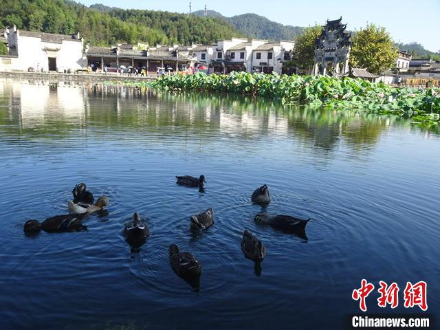 9月21日,安徽省黄山市黟县西递景区,鸳鸯在湖中戏水。 吴寿宜 摄